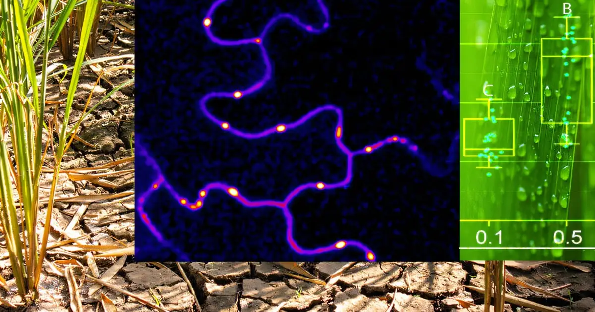 Tiny channels between plant cells respond to wound alerts through hydrogen peroxide bursts