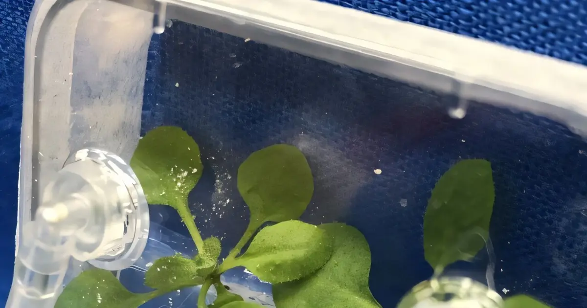 Space station experiment to probe plant disease risks for future moon and Mars missions