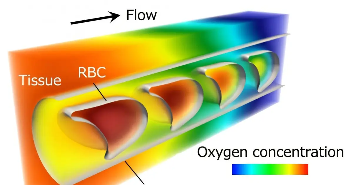 Understanding how oxygen is delivered to tissues at the microscopic level