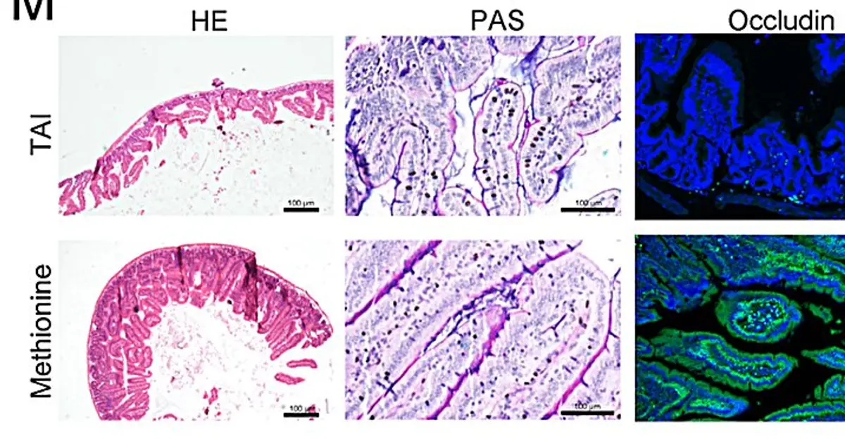 Understudied gut fungus may help repair radiation-damaged DNA and limit intestinal injury