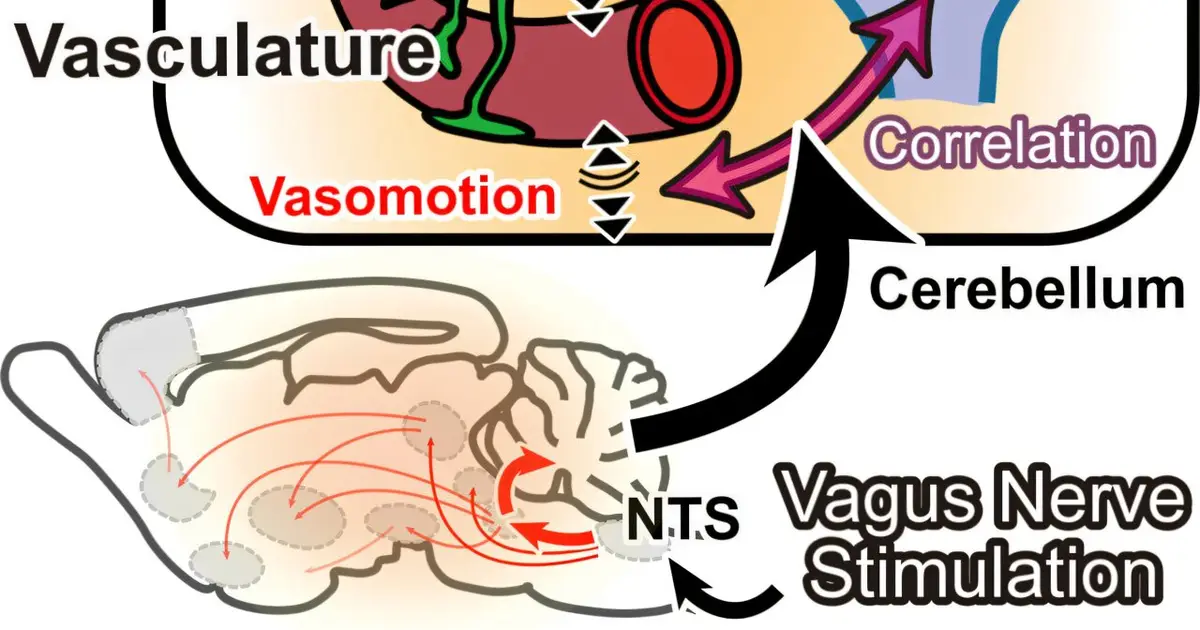 Vagus nerve stimulation hints at a vascular pathway to support long-term learning