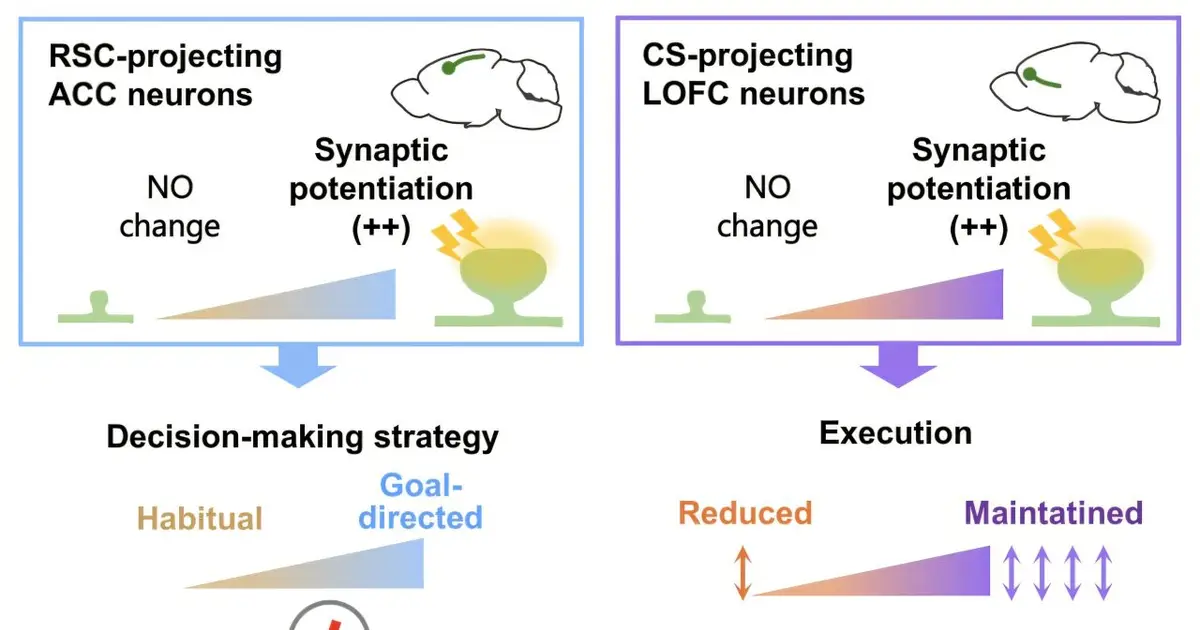 Two neural pathways reveal why habits form and vary in intensity