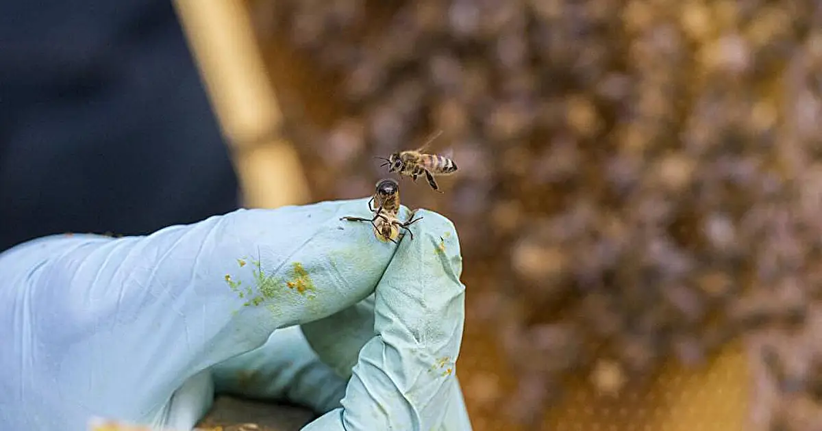 Math reveals how honeybee hives balance the 'daring few, patient many' strategy