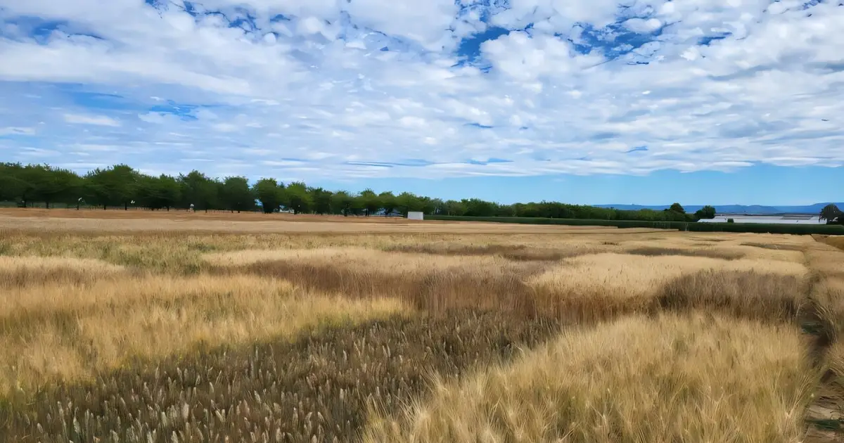 Climate change affects the quality of one of the world's most important staple foods