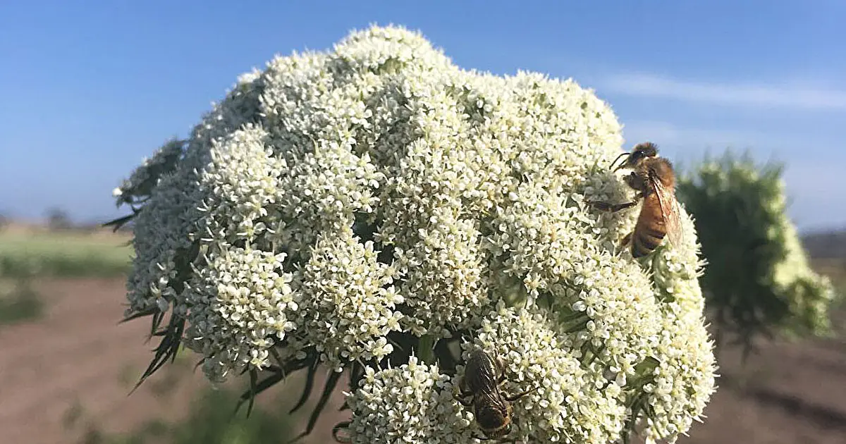 Varroa risk to Tasmanian crop pollination