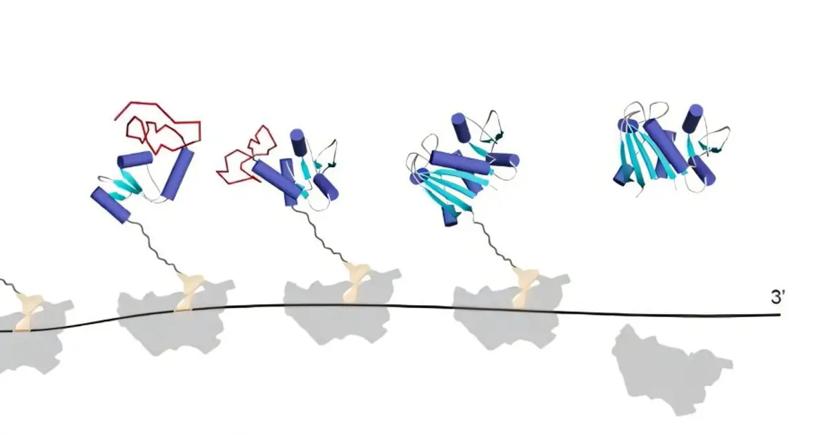Video: How are we so good at folding proteins?