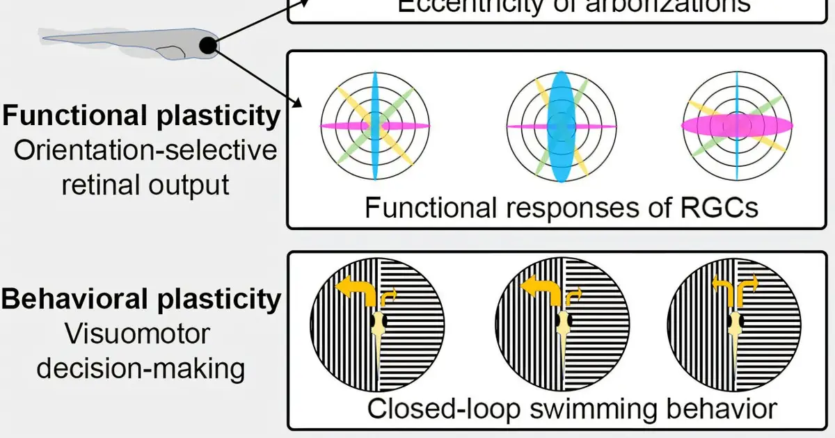 VR study with zebrafish shows surroundings influence developing biology of the eye