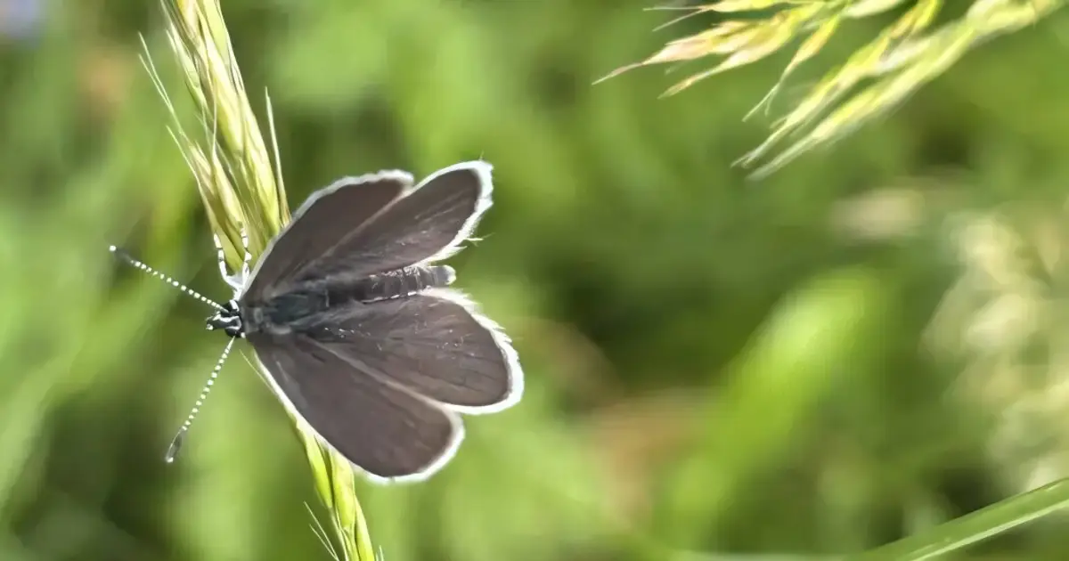 Vulnerable butterfly recorded in the Botanical Garden at Uppsala
