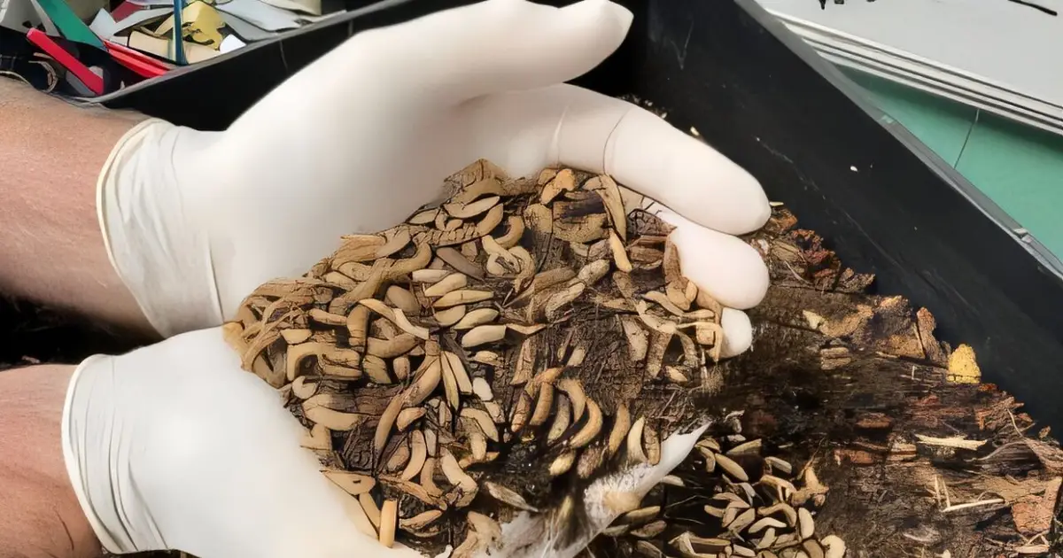 Agricultural waste could fuel protein-rich black soldier fly larvae for human foods