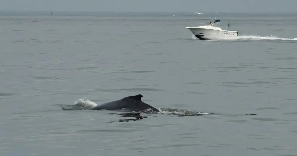 Whales spark joy in New York but face threats from boat traffic
