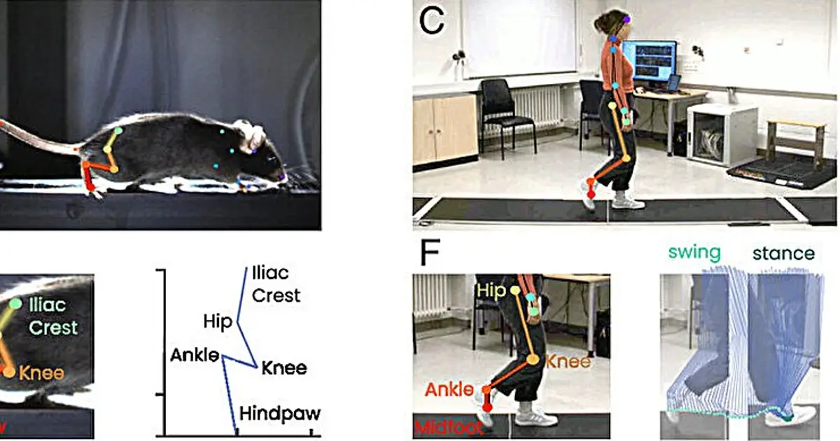 Flies, mice and humans share a walking pattern despite radically different bodies