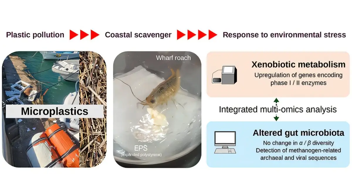 Shoreline scavenger shows biological effects after eating plastic foam