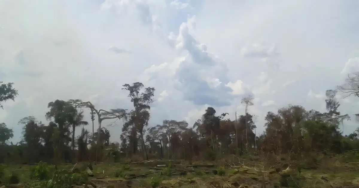 What makes forest protection work?