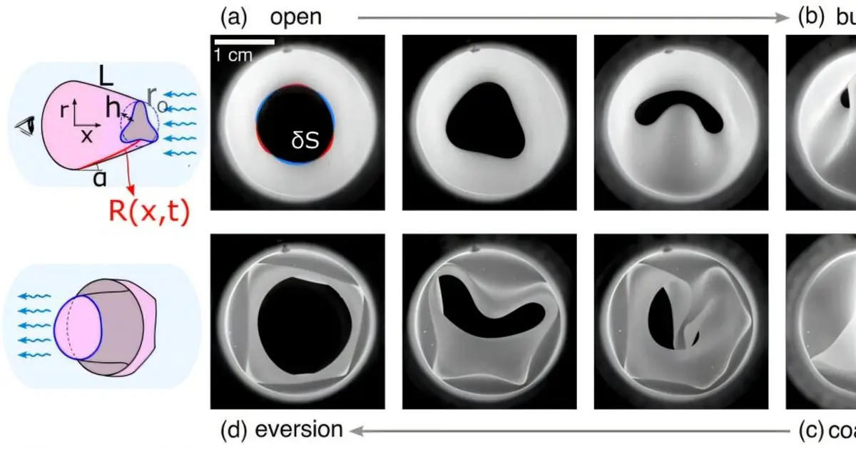 What pig hearts and a little noise can teach us about designing better soft valves