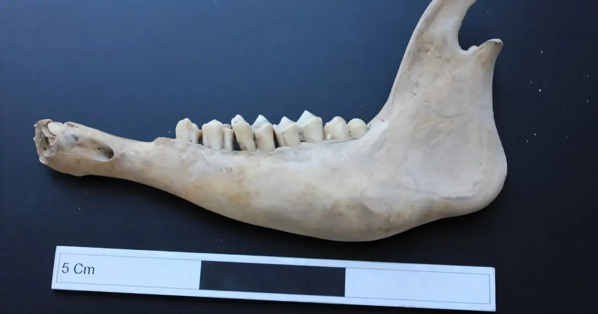 What sheep's teeth can tell us about life in a medieval Kazakhstan town
