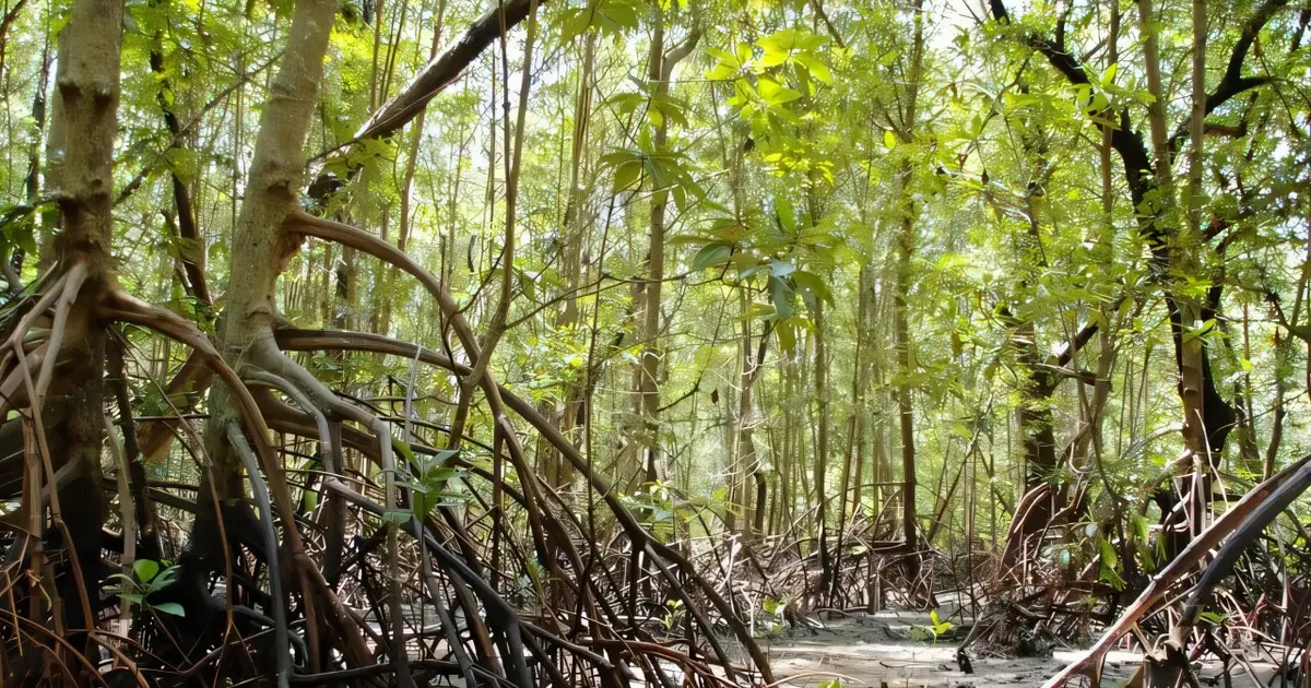 Mangroves shield coasts from waves, but seedlings need calm waters to take root