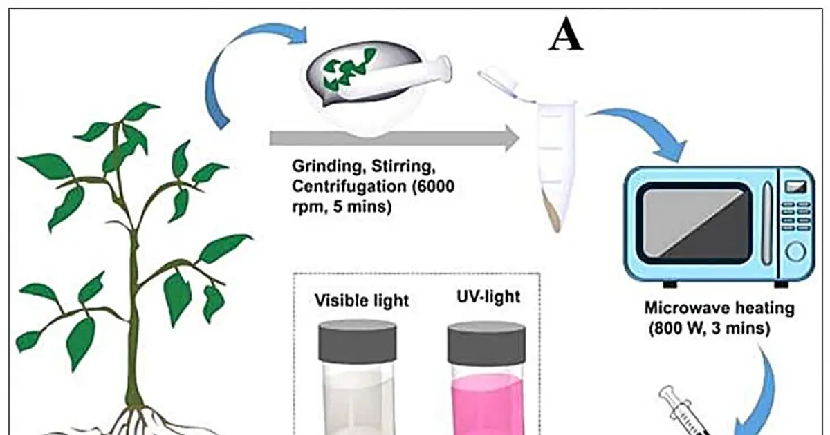 Medicinal plants yield carbon nanoparticles that glow red and flag toxic metals
