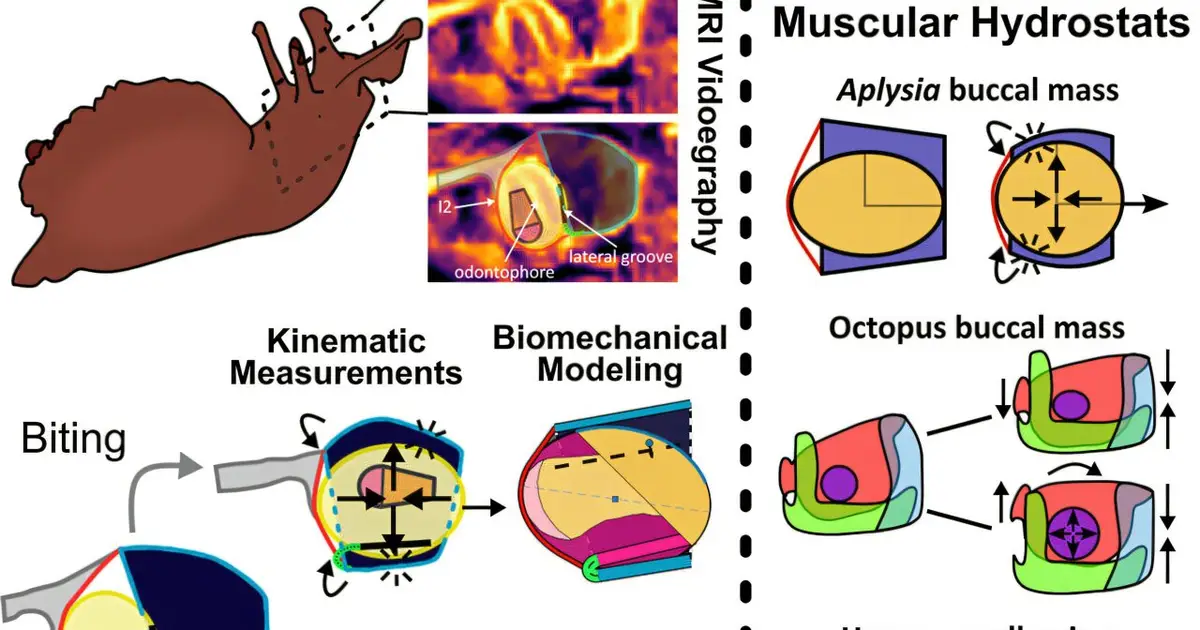 Soft-bodied sea slug reconfigures anatomy to simplify feeding control