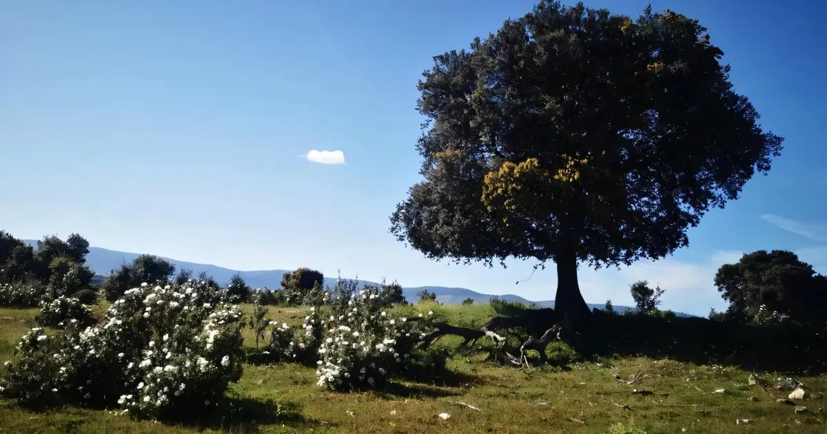 Why do rival plants coexist? The secret is in the soil beneath the oaks
