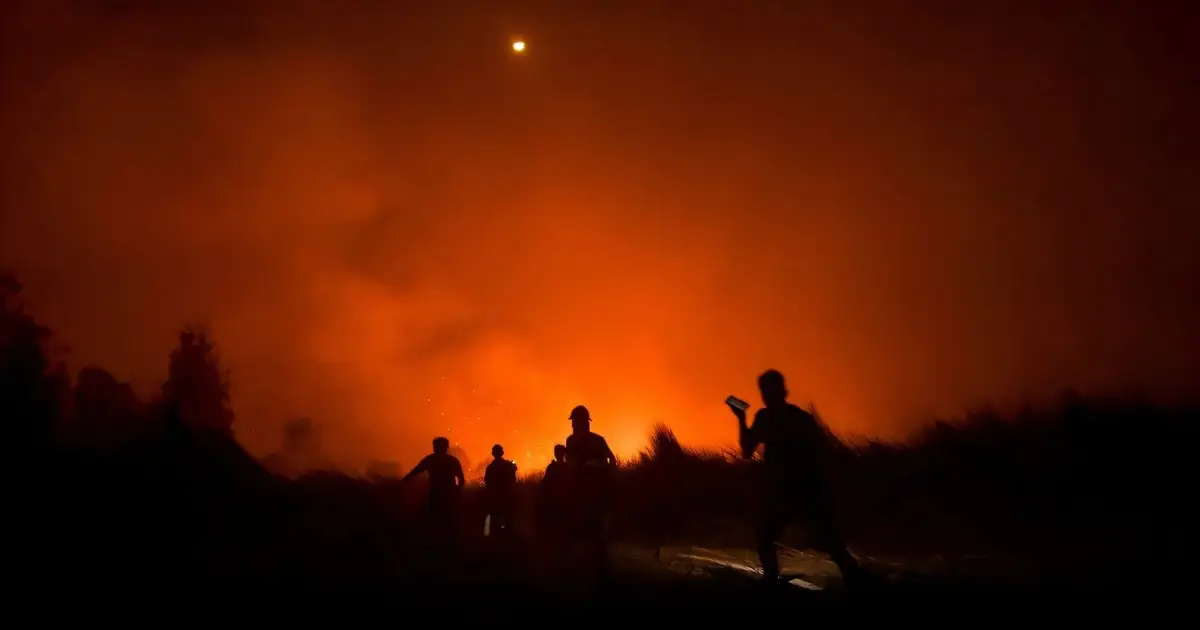 Walking through flames: Orangutans rescued in Indonesia fires