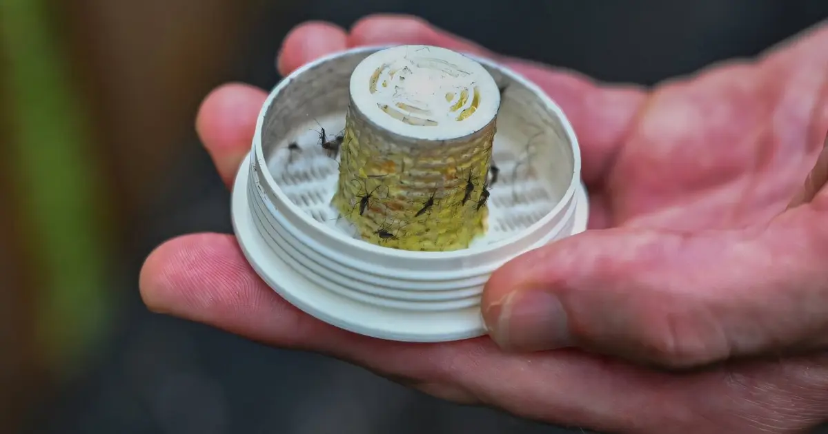 US firm takes on backyard mosquitoes—with 600,000 mosquitoes