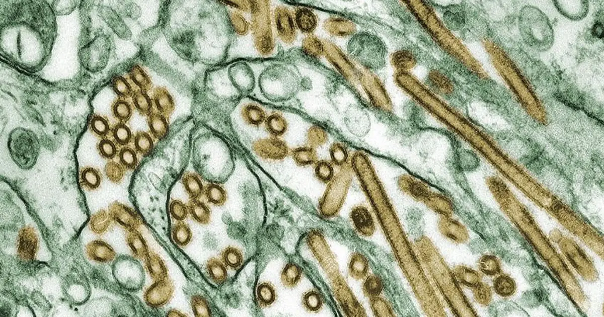 Australia to evacuate sub-Antarctic research base over bird flu fears
