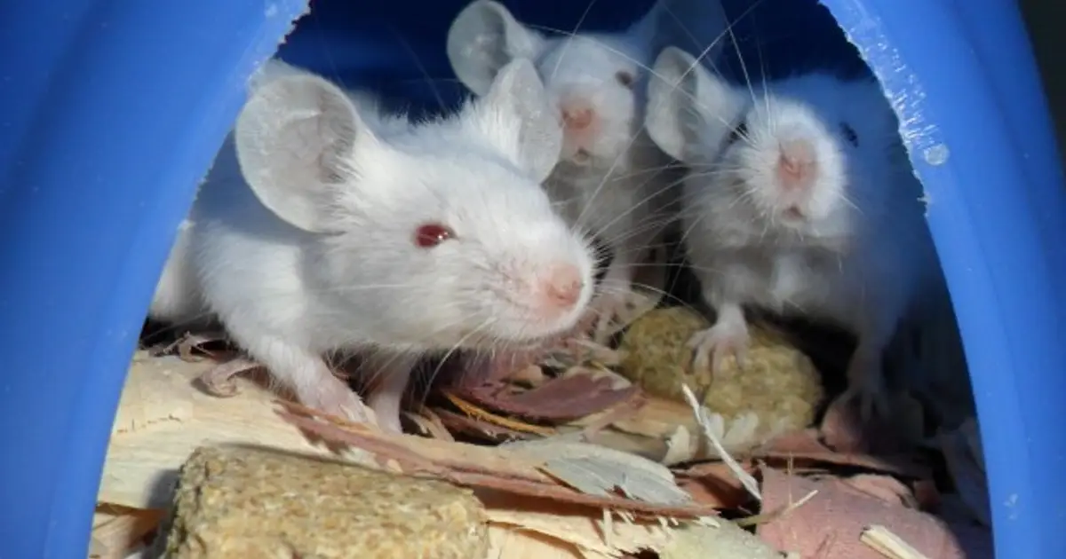 Study reveals prefrontal cortex can hinder learning more efficient behaviors