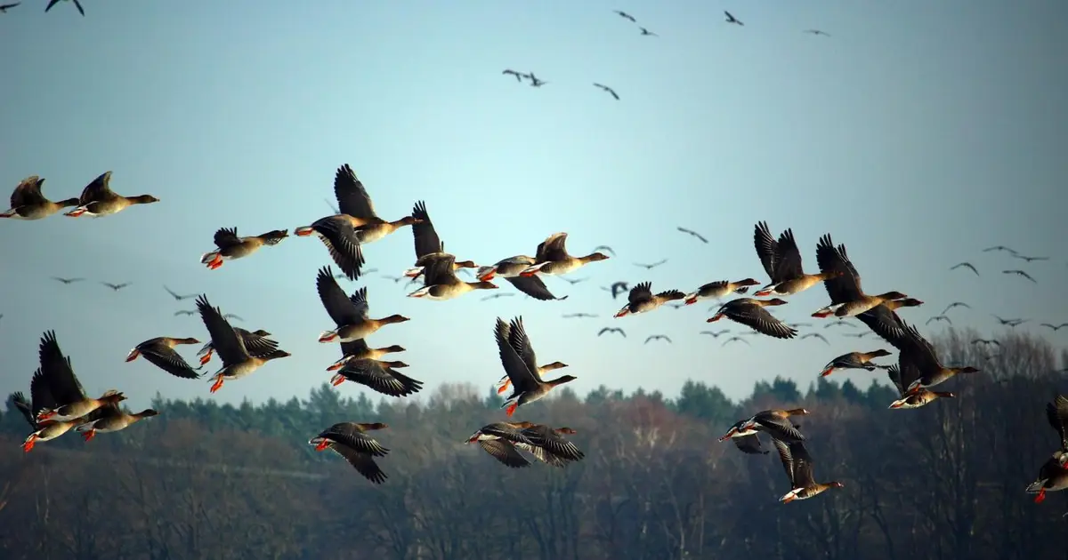 Ways to help protect Australia's birds and mammals from bird flu
