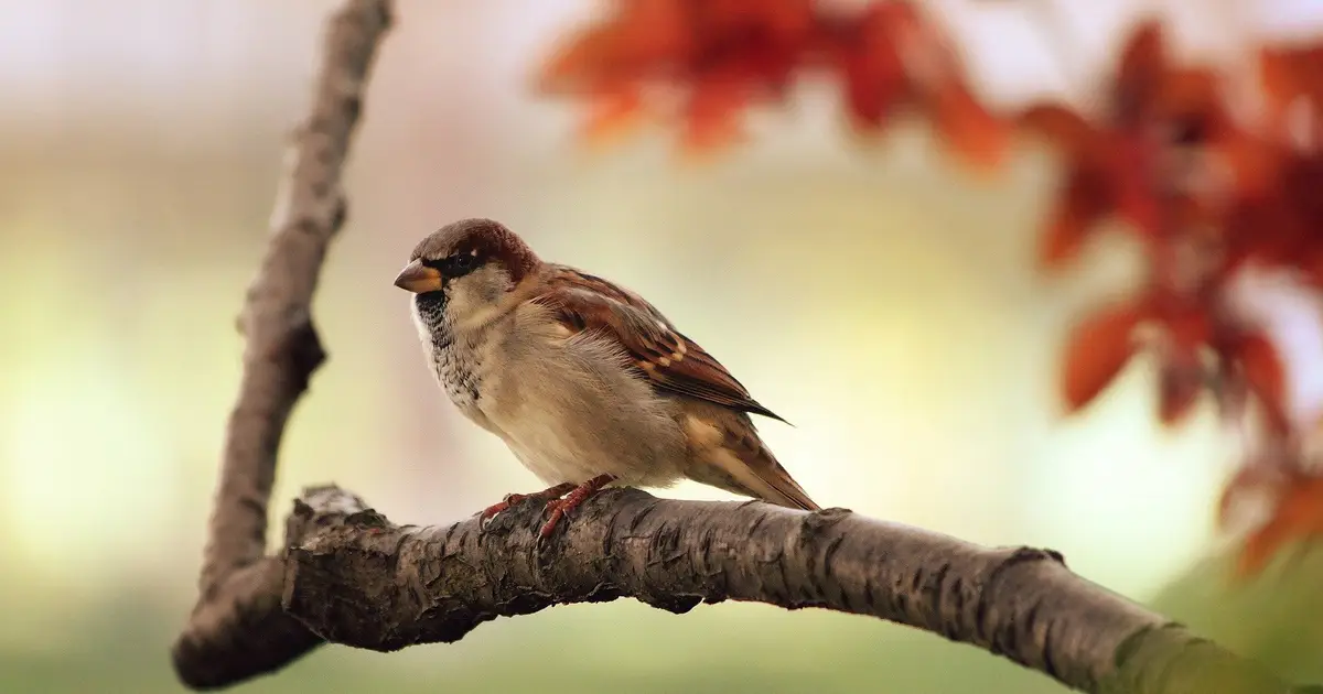 Younger adults overlook nearby biodiversity as species names fade from memory