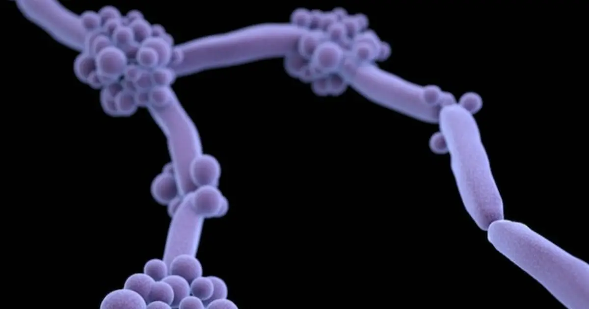Bee-made propolis boosts an antifungal drug against yeast pathogens in lab tests