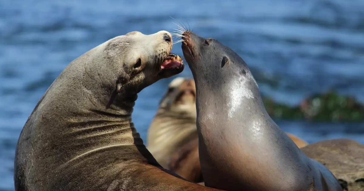 What 'Neil the Seal' can teach us about seal behavior: Marine biologist explains