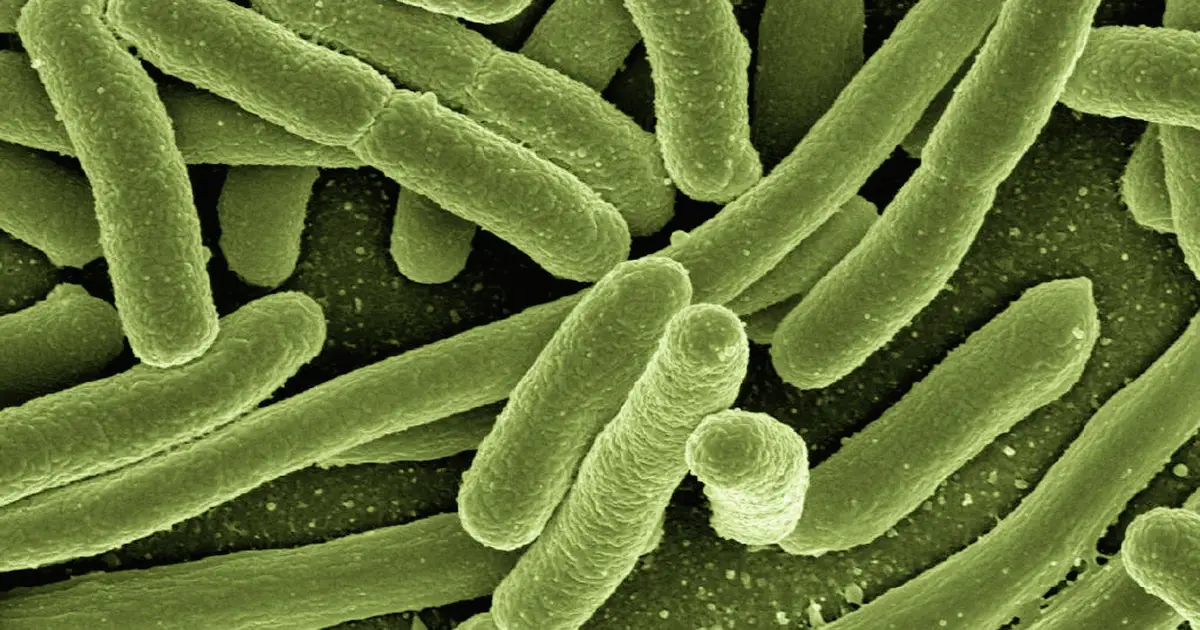 CDC names the 4 most dangerous superbugs in the US