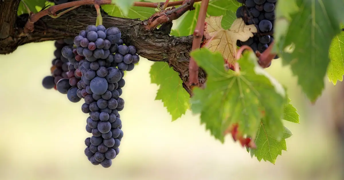 Global warming, increasing wildfire risk threaten viability of some California winery regions