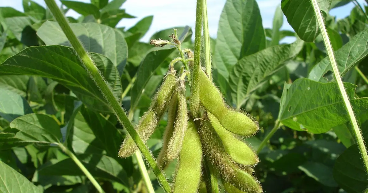 Locally grown crops could expand access to childhood malnutrition treatment