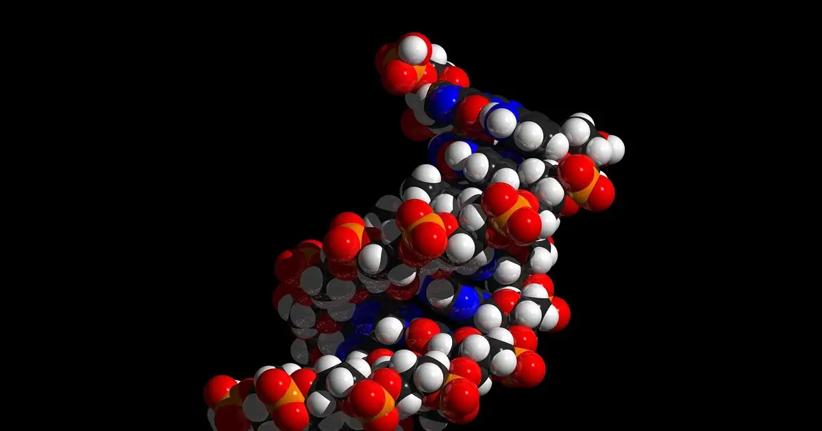 Overlooked DNA structures help organize the genome