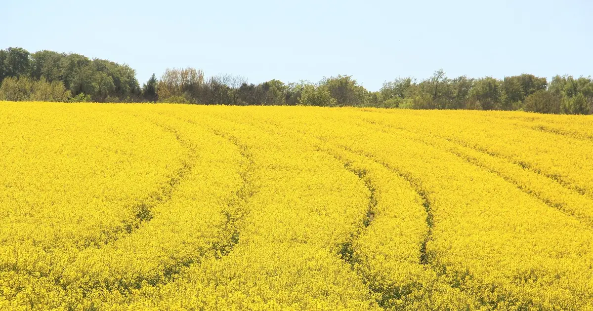 Tennessee canola acres increased in 2026