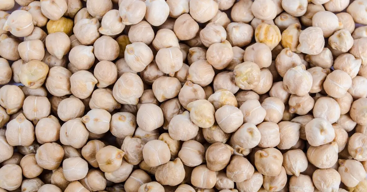 Turning up the heat on chickpea yield