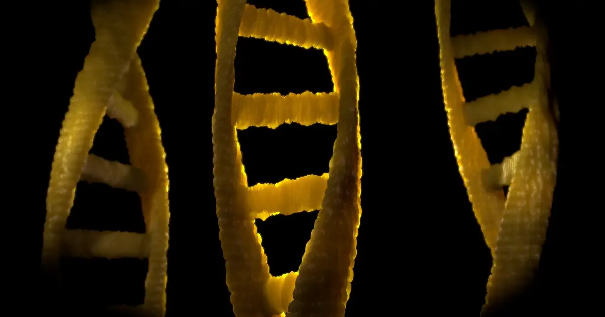 Q&A: Why do telomeres shorten when a cell divides, and how does it affect human aging?