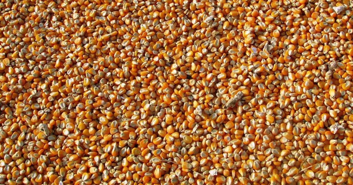 How everyone pays the cost for patents on seeds, and private companies get rich from keeping them secret