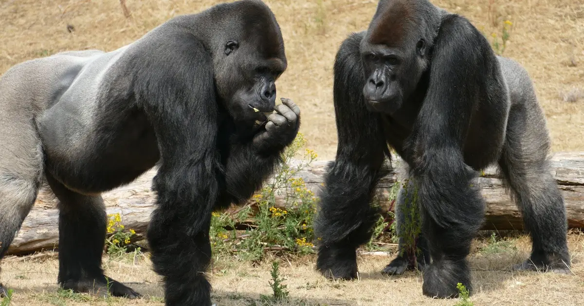 Like humans, great apes think differently from each other