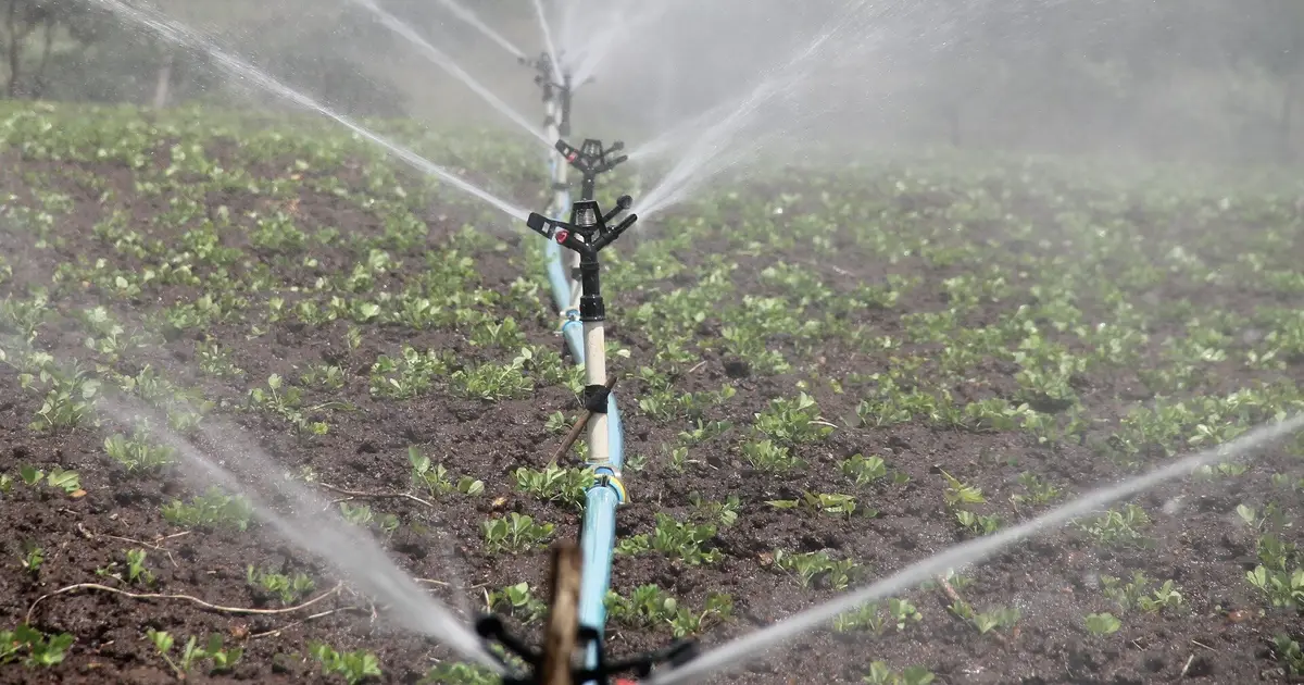 Strategic irrigation stress can lift lucerne seed yield and returns