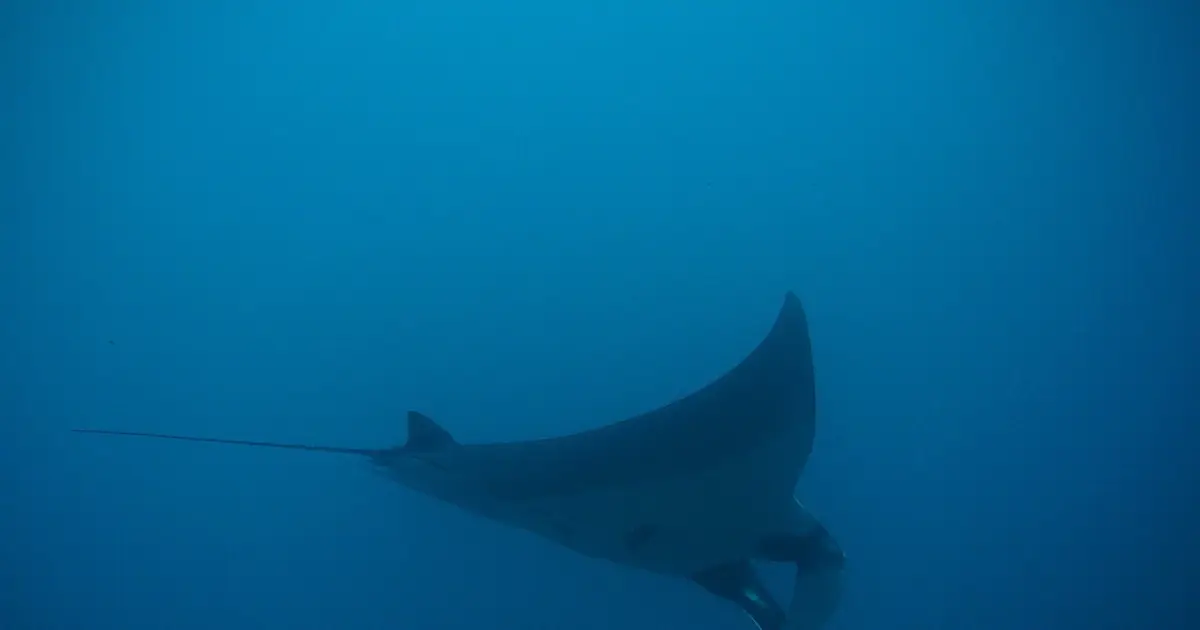 Majestic manta rays dive deep to survive storm events, data reveal