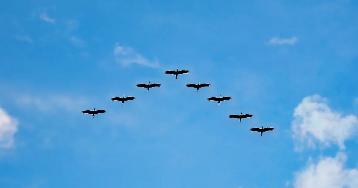 Climate change means an earlier spring, which can be disorienting and threatening for migrating birds