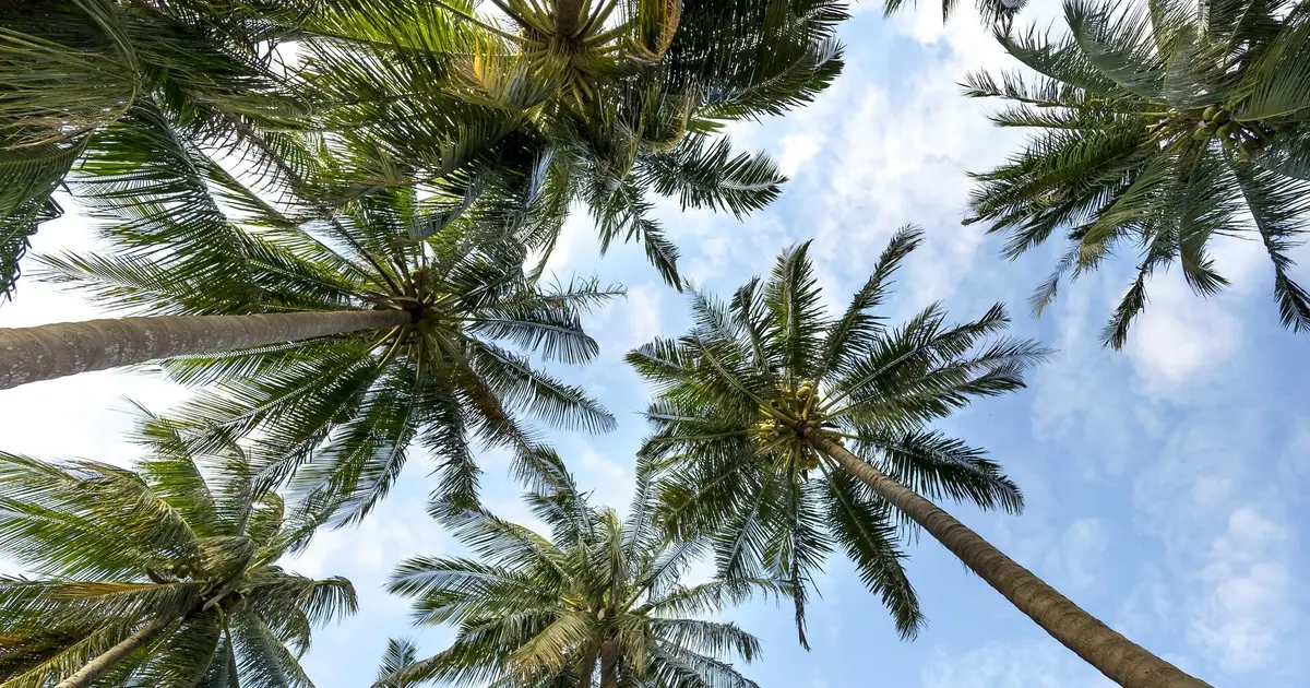 Impact of climate change may be equivalent to 3.3 million years of transformations in tropical vegetation