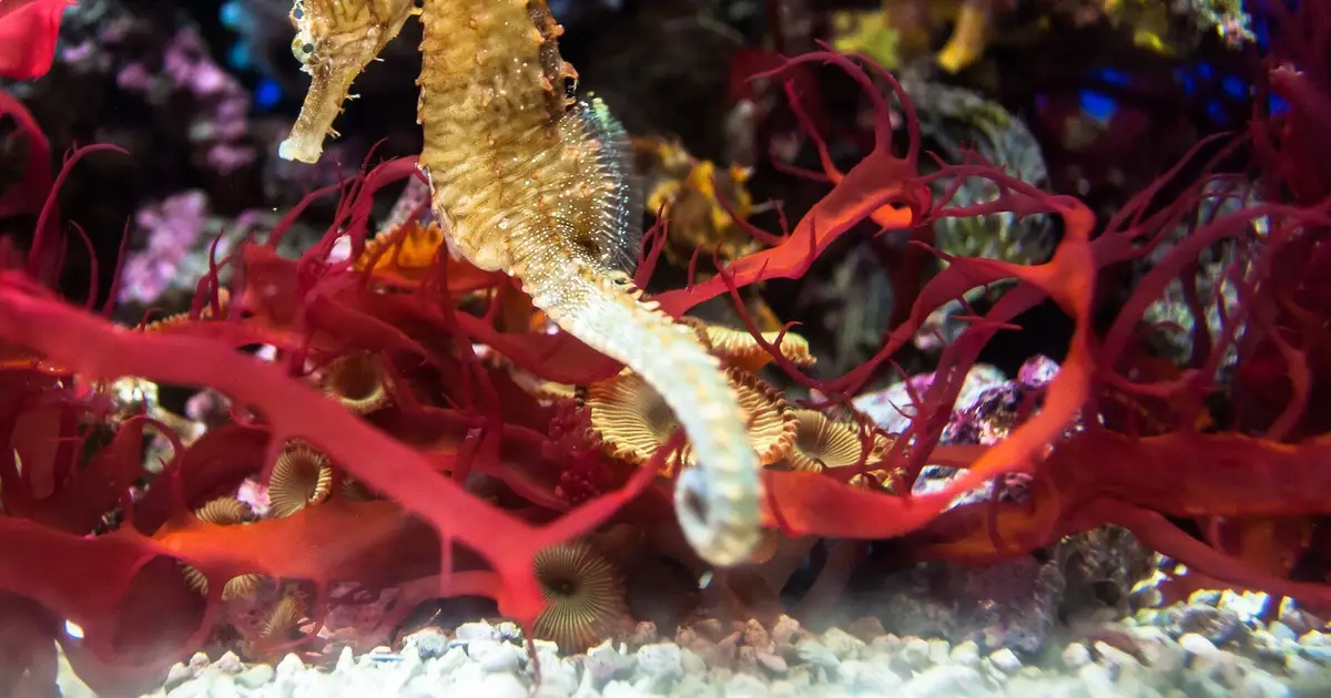 Male seahorse pouch proteins may help remove toxic waste from developing embryos