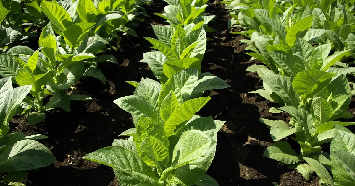 Powerhouses for fake meat: Muscle protein can now be grown in chloroplasts of lettuce and tobacco plants