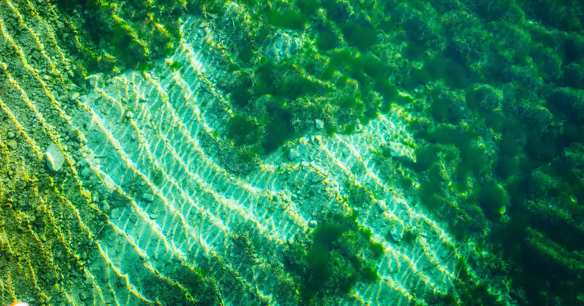 Two origins of life: Free-living cells may have emerged twice as bacteria and archaea diverged