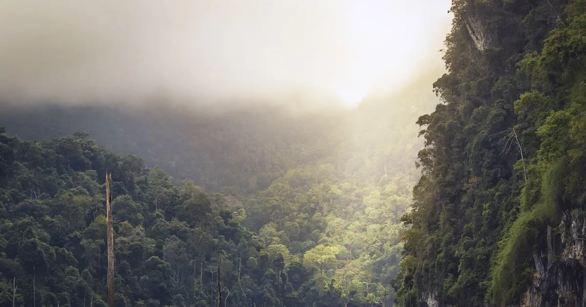 Japan's biomass energy boom threatens further deforestation in Indonesia