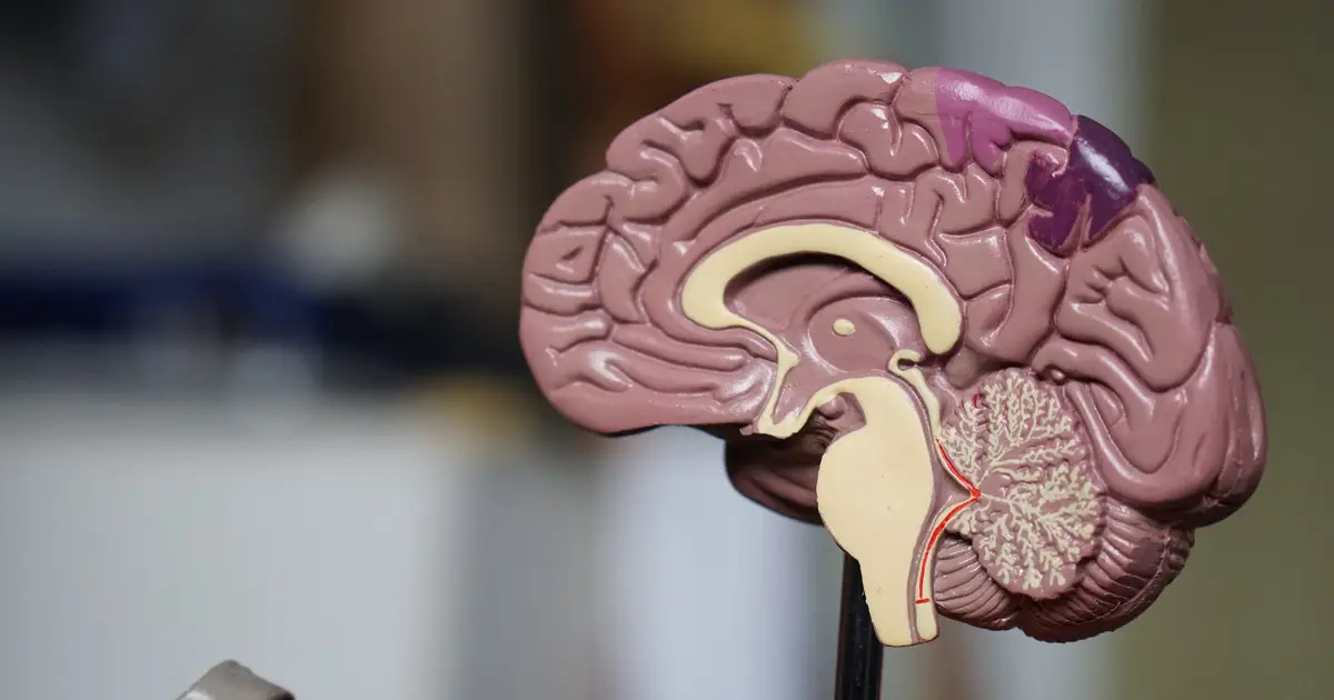 Traumatic brain injury recovery follows different neurological paths with age