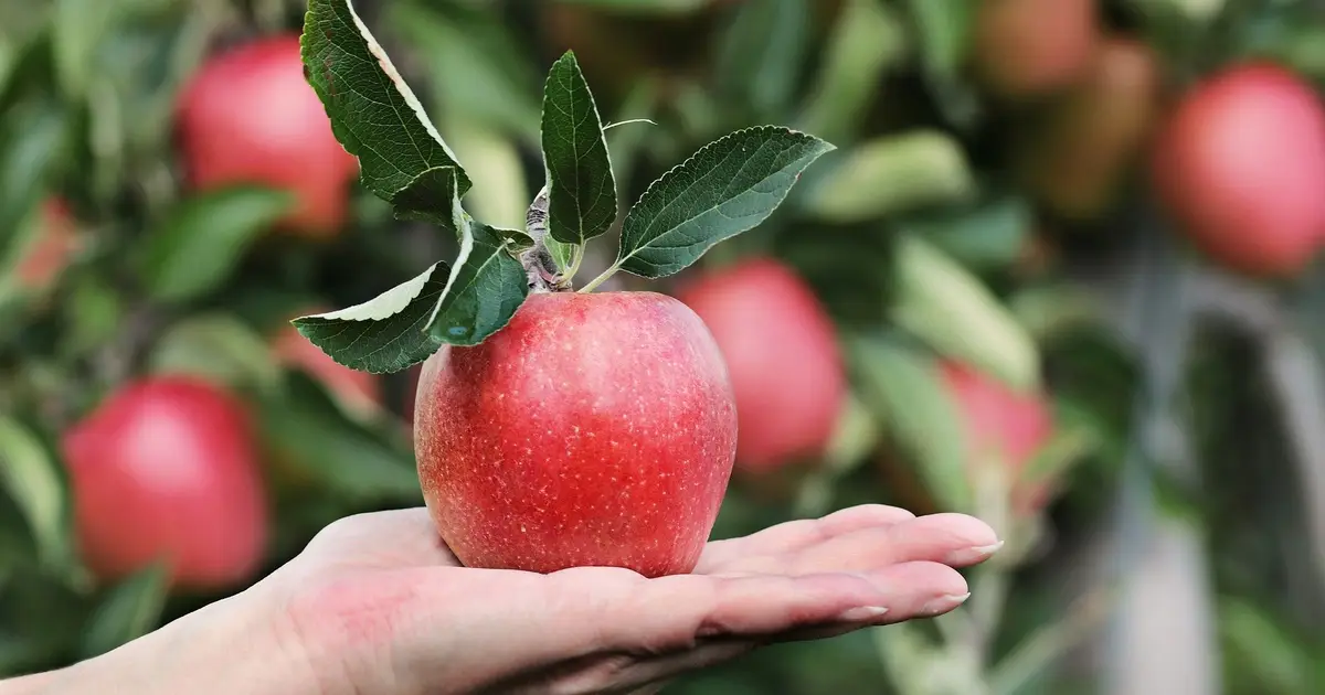 Apple byproducts could power vehicles and feed livestock